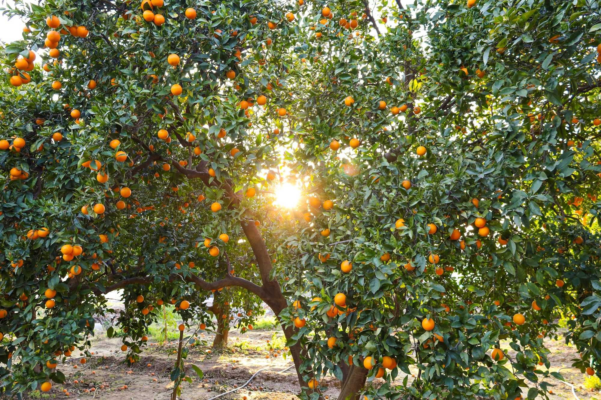 Farms & Organic Land